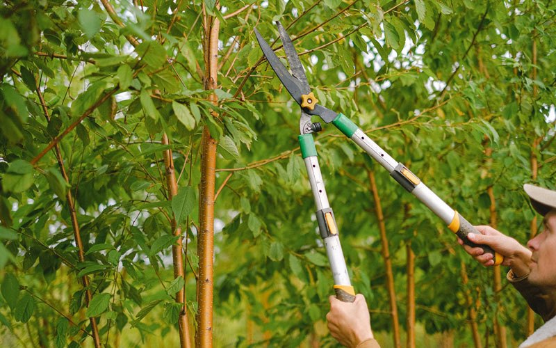 Tree trimming in Linefork, KY